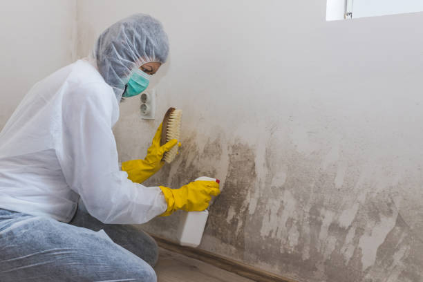 Newhall, IA Mold Remediation Company
