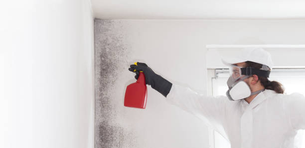 Best Health and Safety Mold Remediation in Newhall, IA