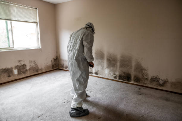 Best Basement Mold Remediation in Newhall, IA